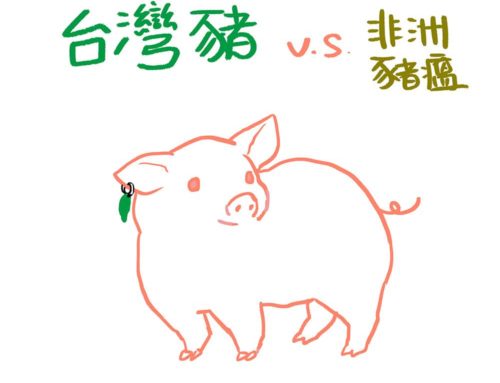 台灣豬 vs 非洲豬瘟